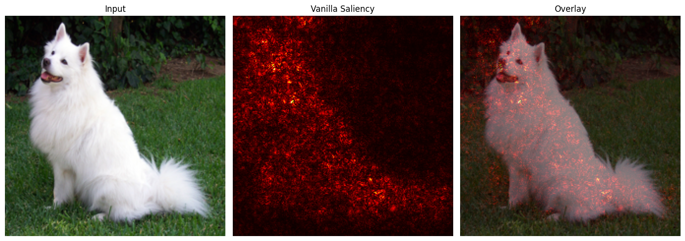 Vanilla saliency applied to a Samoyed image
