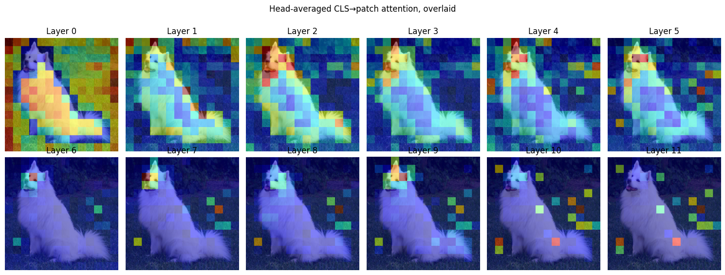 Layer-wise CLS attention overlaid on input